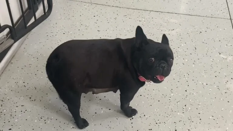 Josie
